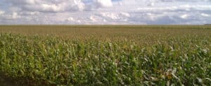 Maisfeld unter weitem Himmel