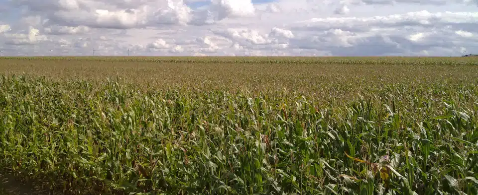 Maisfeld unter weitem Himmel